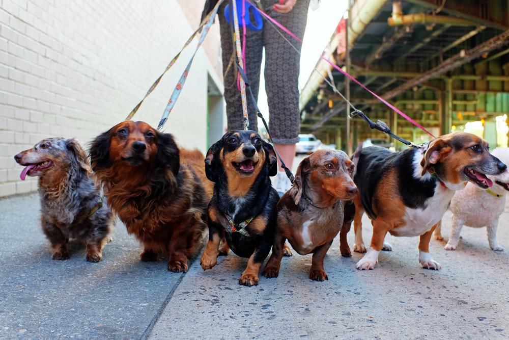 Dog Walk